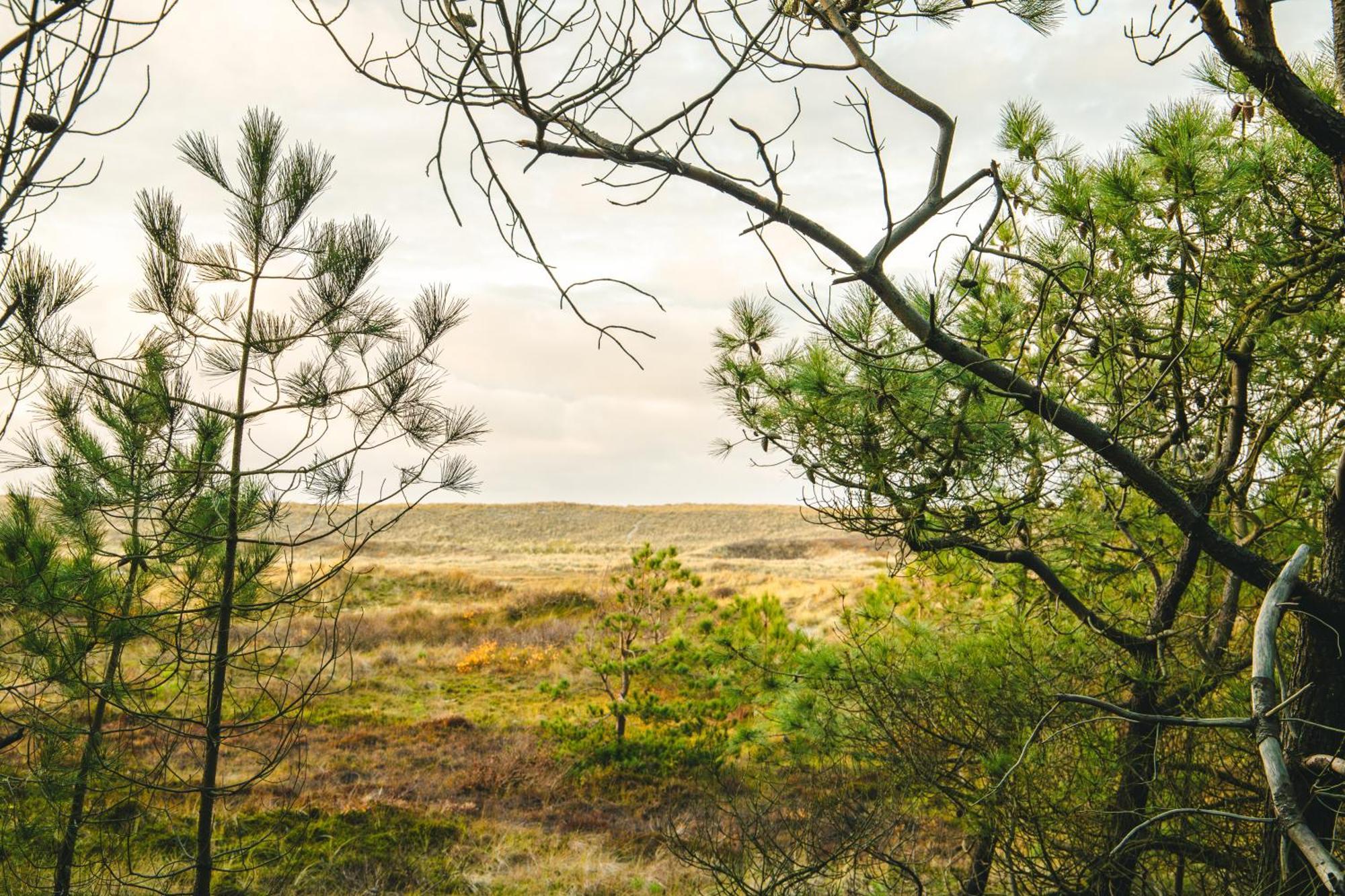 Donia Huys Hotel Vlieland Eksteriør billede